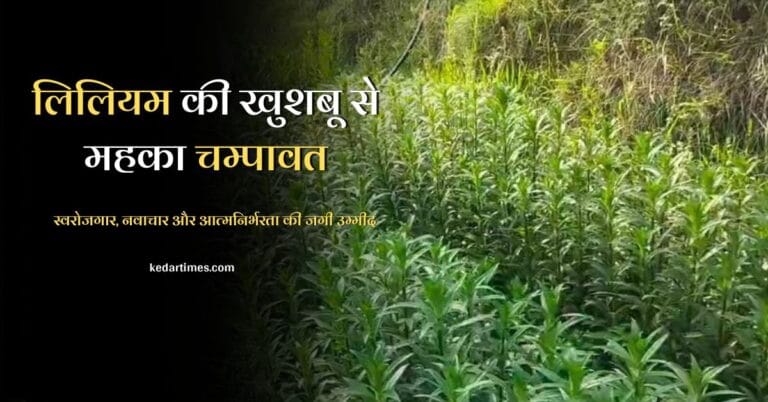लिलियम की खुशबू से महका चम्पावत
