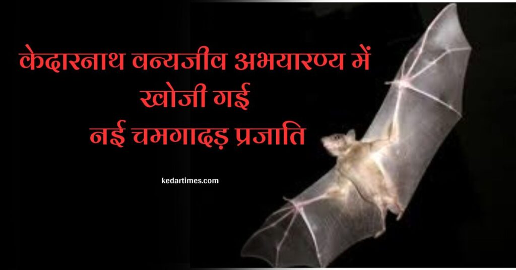 केदारनाथ वन्यजीव अभयारण्य में खोजी गई चमगादड़ की नई दुर्लभ प्रजाति 1 केदारनाथ वन्यजीव अभयारण्य में खोजी गई चमगादड़ की नई दुर्लभ प्रजाति