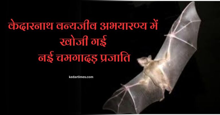 केदारनाथ वन्यजीव अभयारण्य में खोजी गई चमगादड़ की नई दुर्लभ प्रजाति