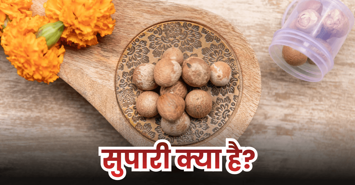 सुपारी क्या है? (What is Betel Nut) 2 सुपारी क्या है? (What is Betel Nut)