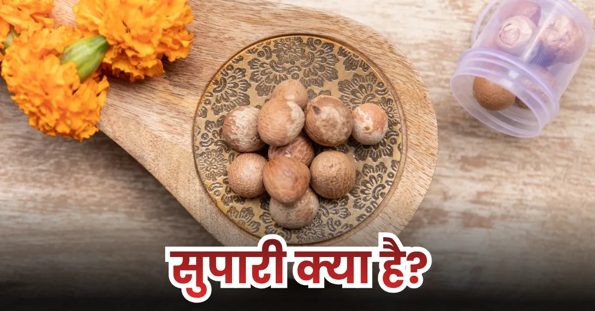 सुपारी क्या है? (What is Betel Nut) 1 सुपारी क्या है? (What is Betel Nut)