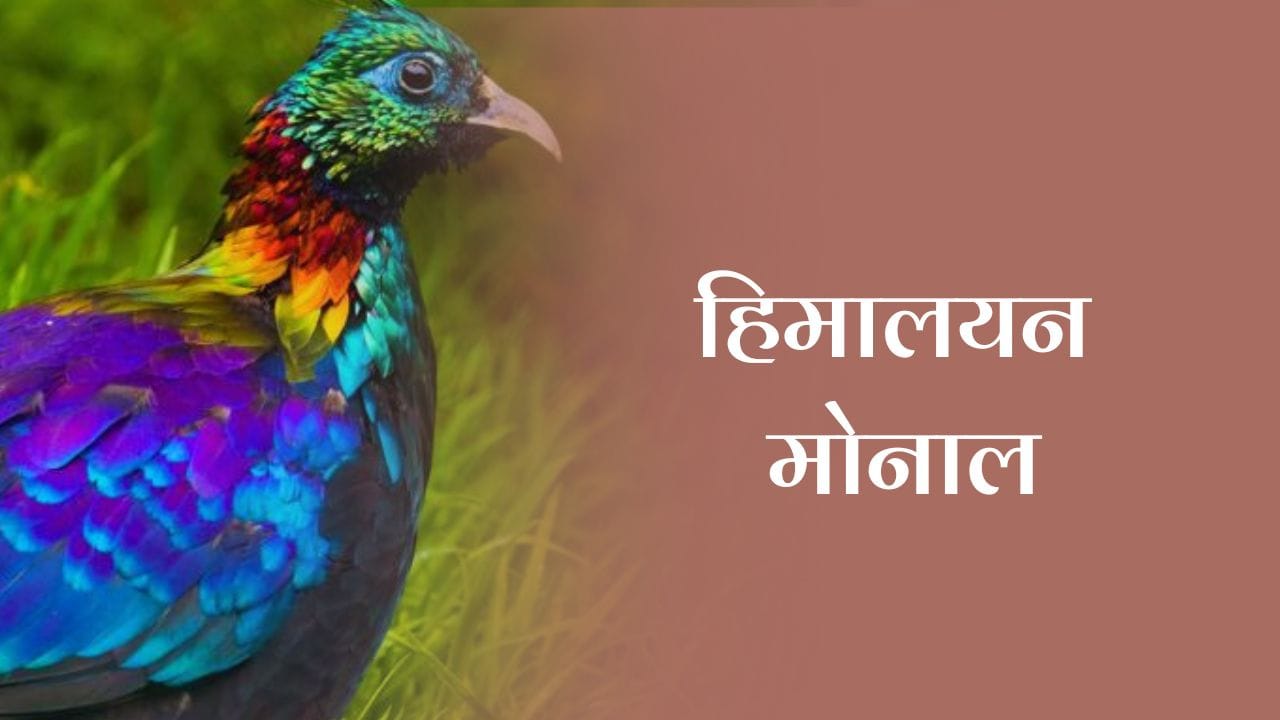 हिमालयन मोनाल (Himalayan Monal) 2 हिमालयन मोनाल (Himalayan Monal)
