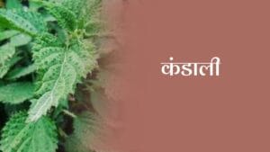 कंडाली (Urtica dioica)